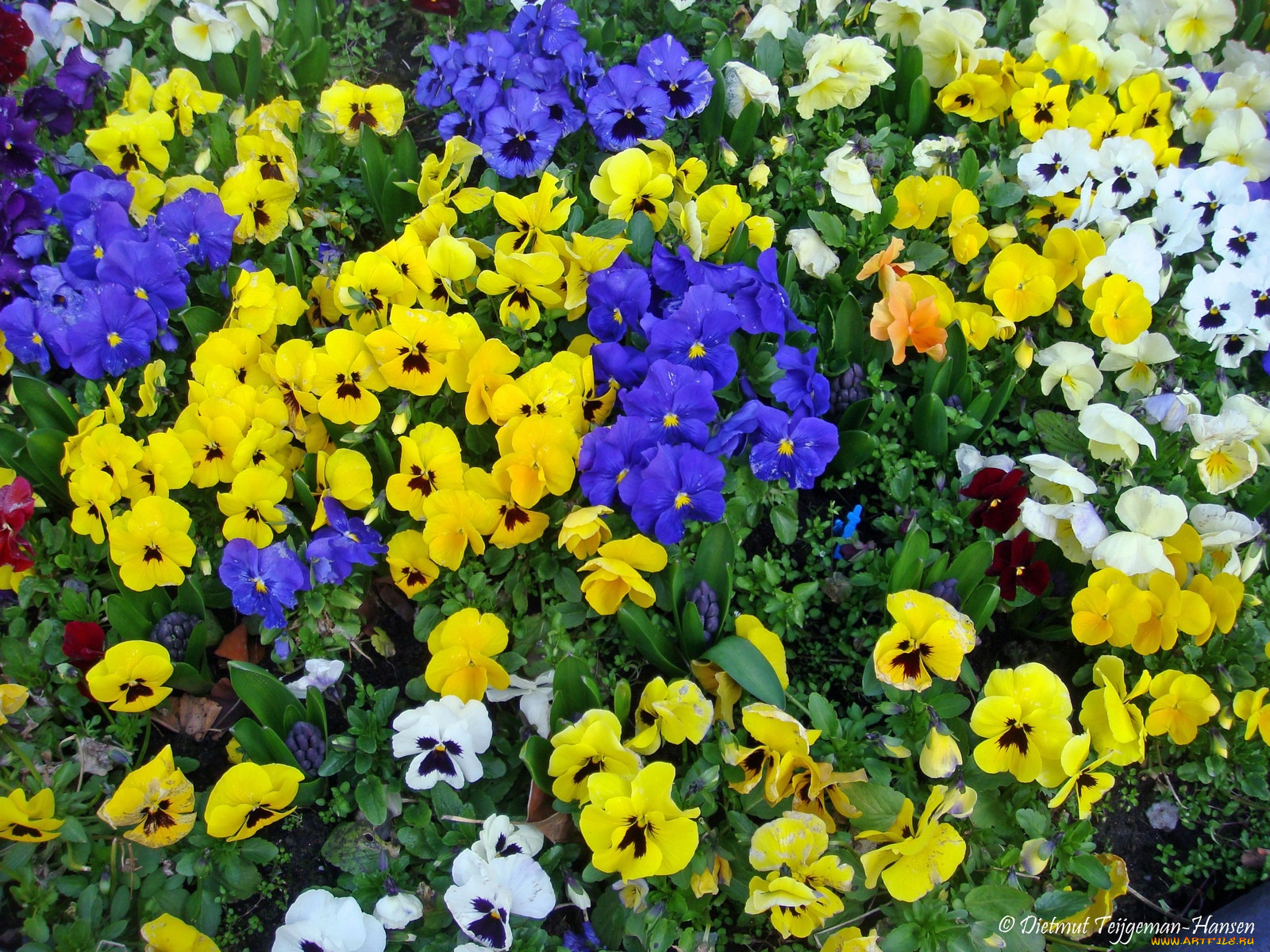 pansies, , , , , 